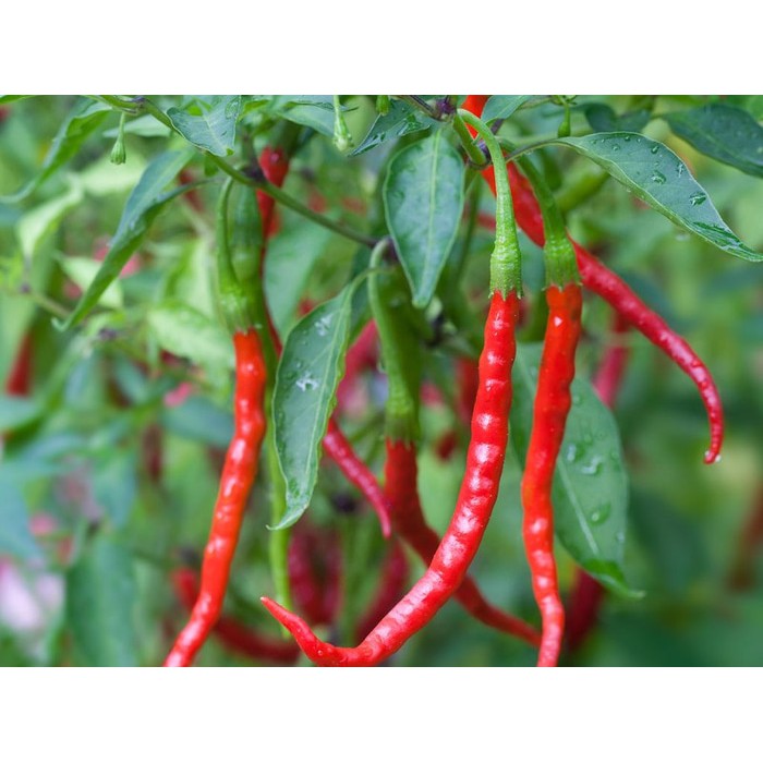 100 Benih Cabe Keriting Hellboy bibit tanaman sayur sayuran cabai