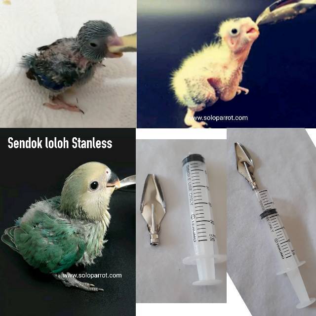 Spet Meloloh Burung Parkit Lovebird Falk Nuri SC Betet Afgrey Kakatua Macau 20 ml