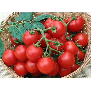 Benih Bibit Biji - Tomato Cherry Red Tomat Ceri Merah Seeds - IMPORT