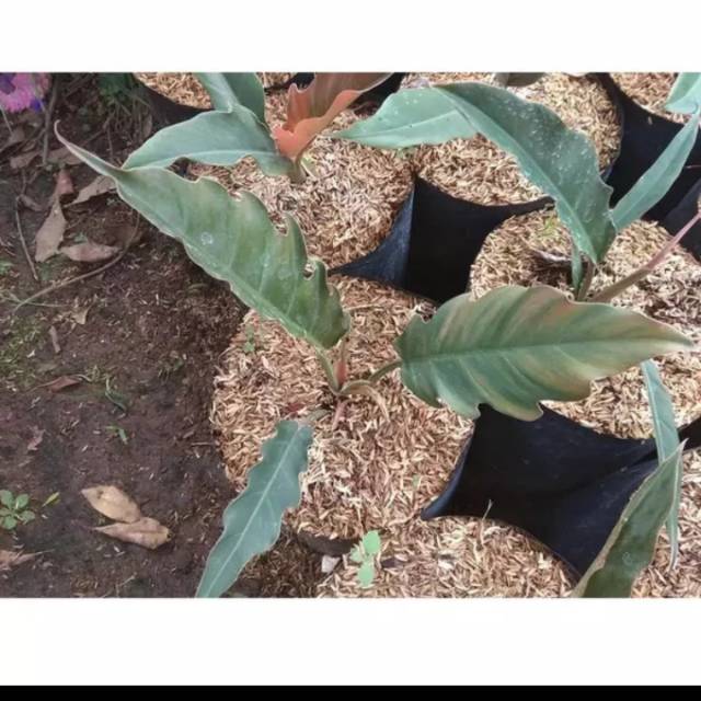 Tanaman hias Philo gergaji - phillo gergajih