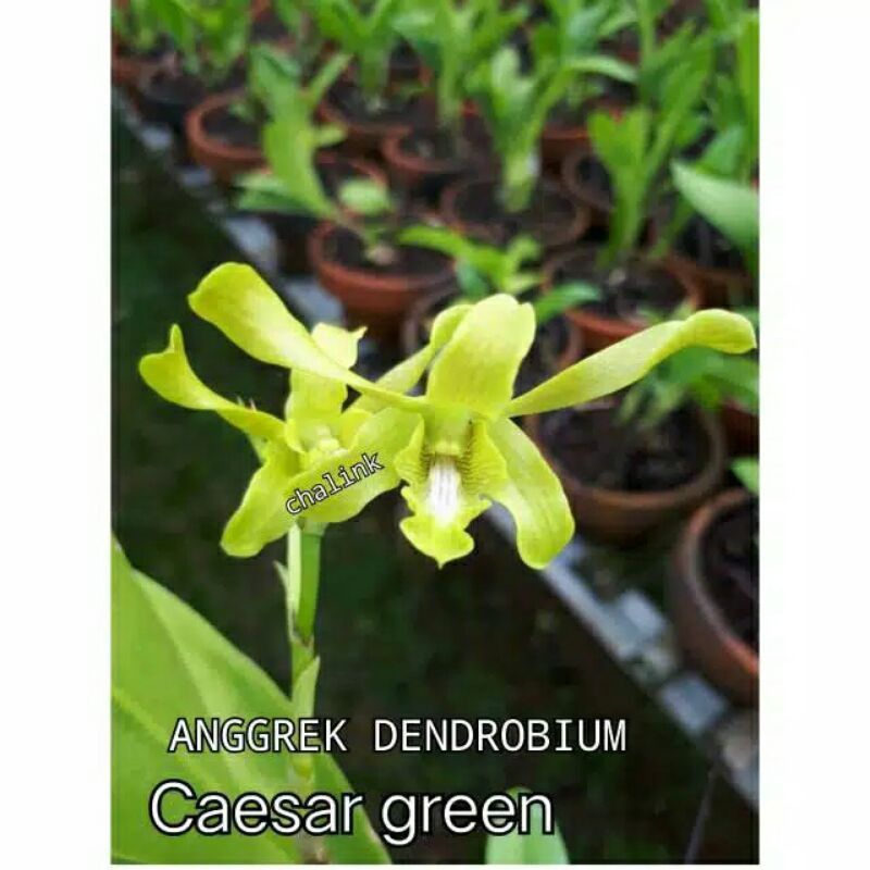Anggrek Dendrobium Caesar Green