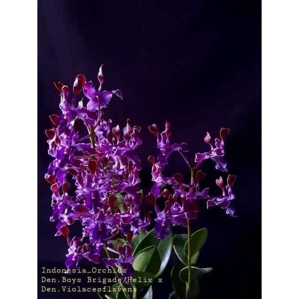 Anggrek Dendrobium Keriting