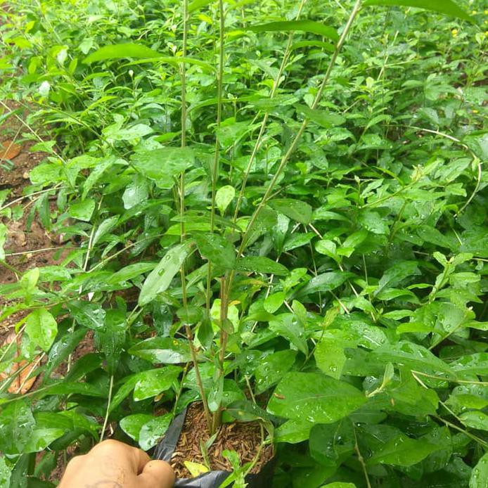 Tanaman Cemara Lilin Tanaman Monstera Shopee Indonesia