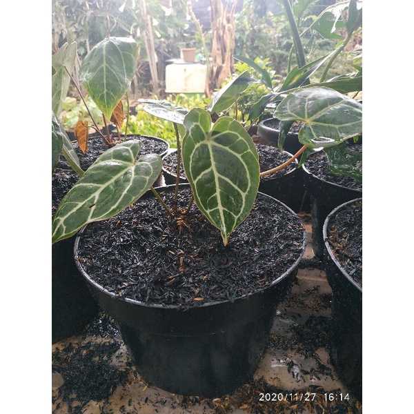 Kuping Gajah Tarantula