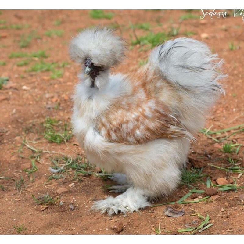 Anakan ayam american silkie ori