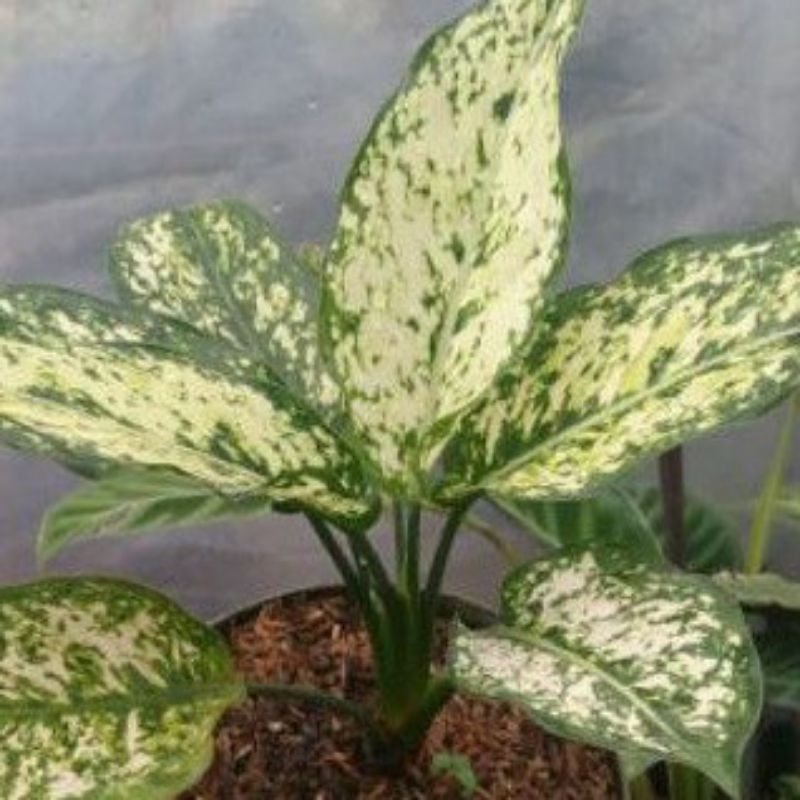 Aglonema Snow White Anakan Murah Meriah