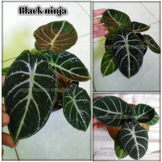 Alocasia Bisma Shopee Indonesia