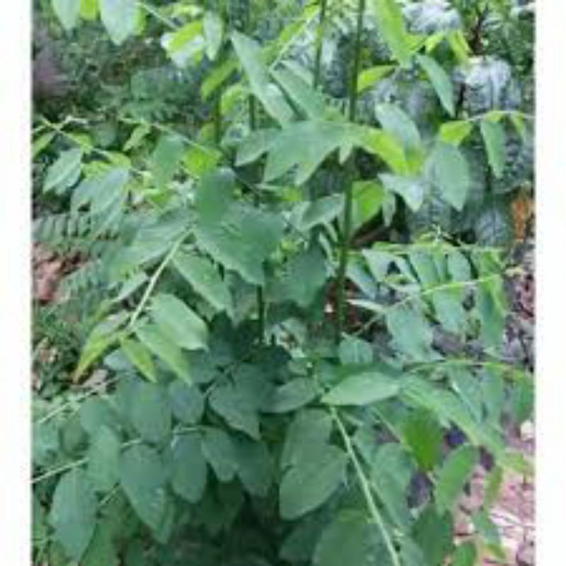 

Daun Katuk segar 100gr