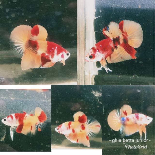 5 ekor Ikan cupang nemo candy emerald 009