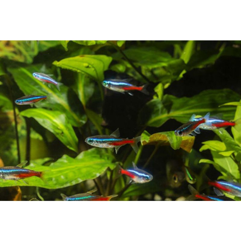 IKAN NEON TETRA