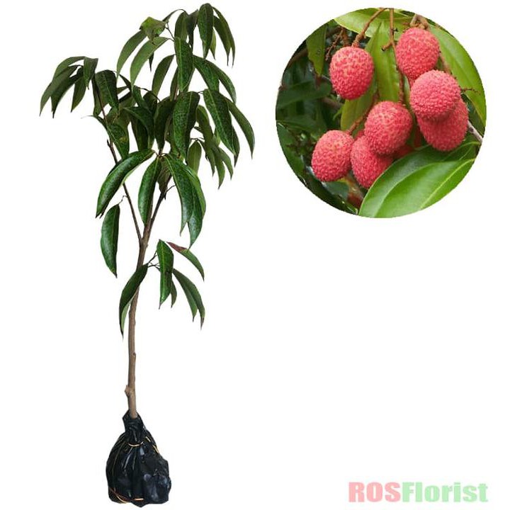 Bibit Tanaman Buah Leci Kom / Lychee Kom