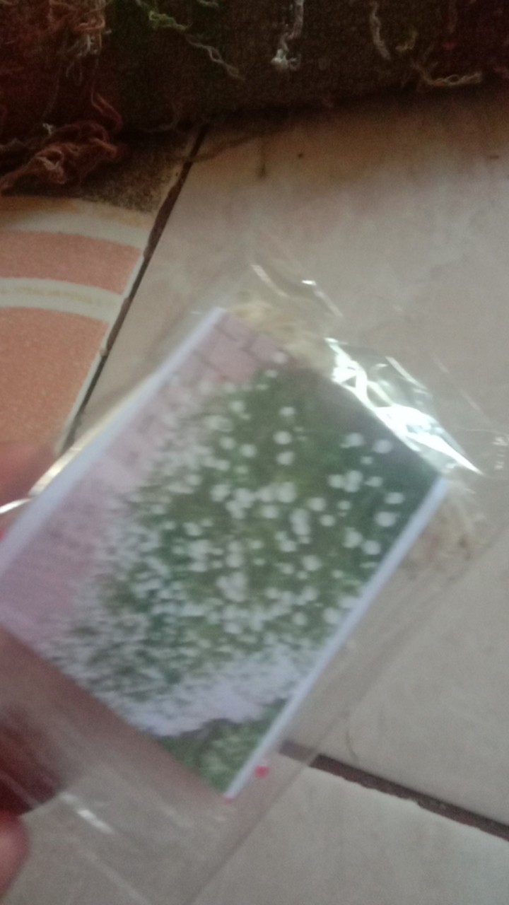 Gomprena/knop Putih