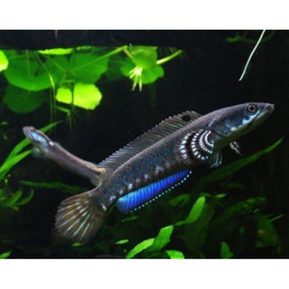 ikan hias baby channa blue pulchra | shopee indonesia