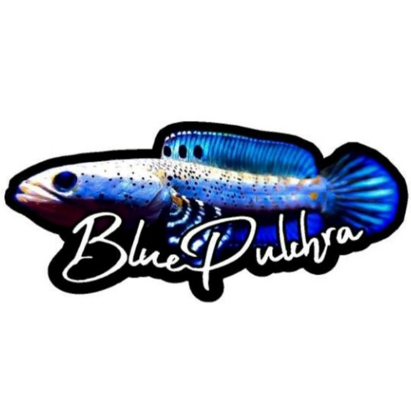 Stiker Channa Pulchra