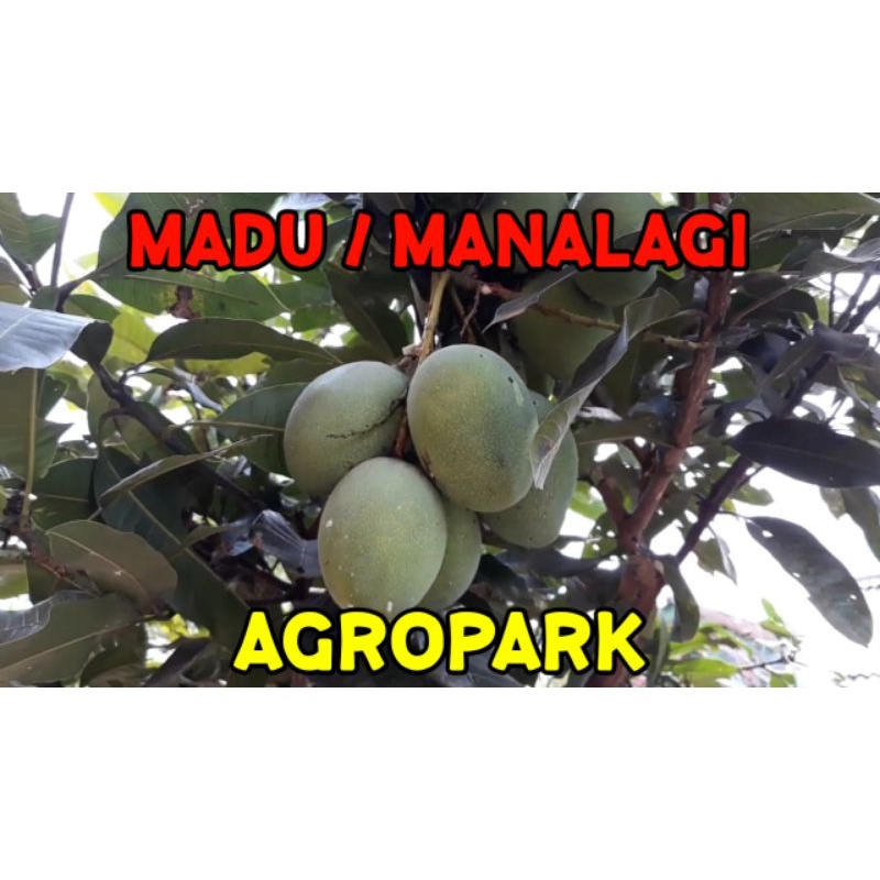 PAKET 1Kg ENTRES MANGGA MADU/MANALAGI - BISA CAMPUR JENIS LAIN