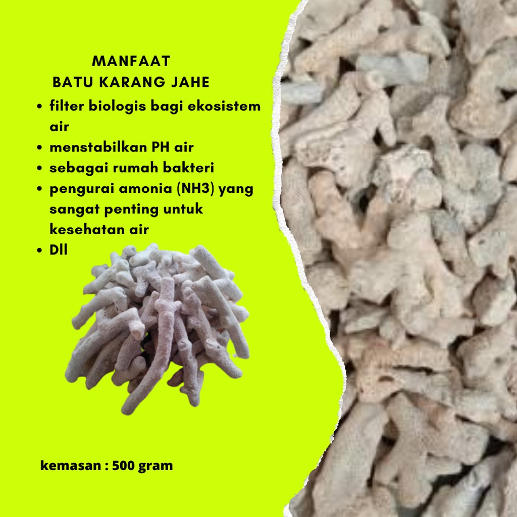 Karang Aquarium Jahe Media Filter Air Menstabilkan Ph Air Kolam Shopee Indonesia