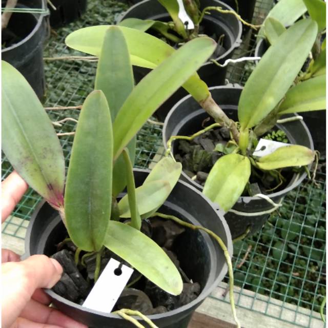 Anggrek cattleya remaja besar bunga besar