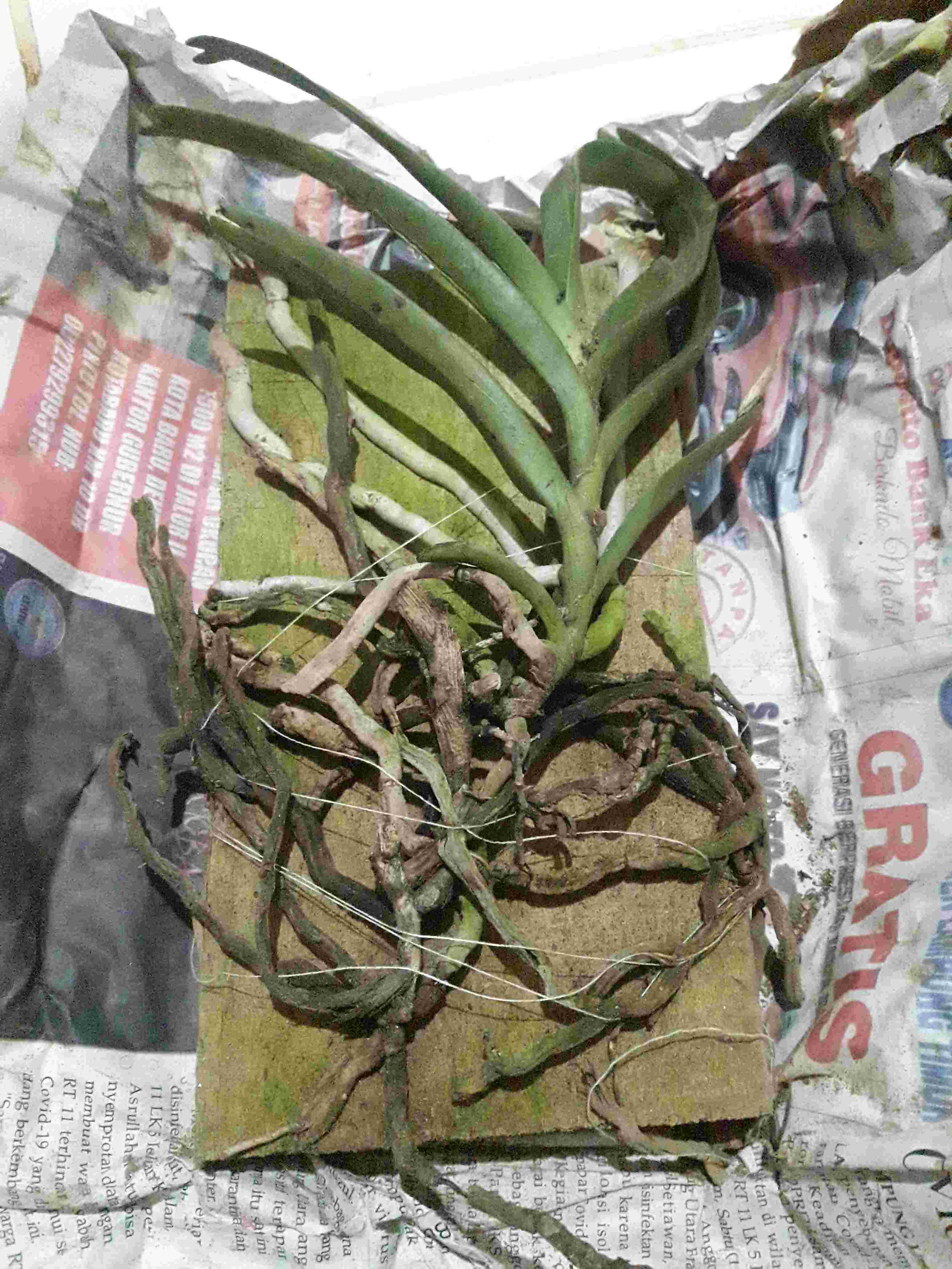 Sarcoglyphis Comberi