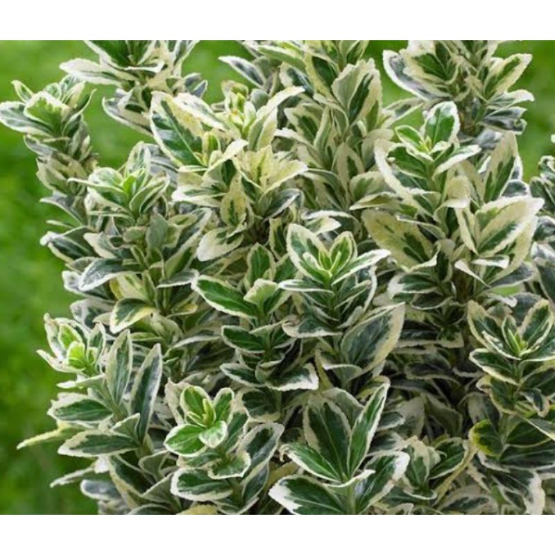 tanaman hias euonymus fortunei