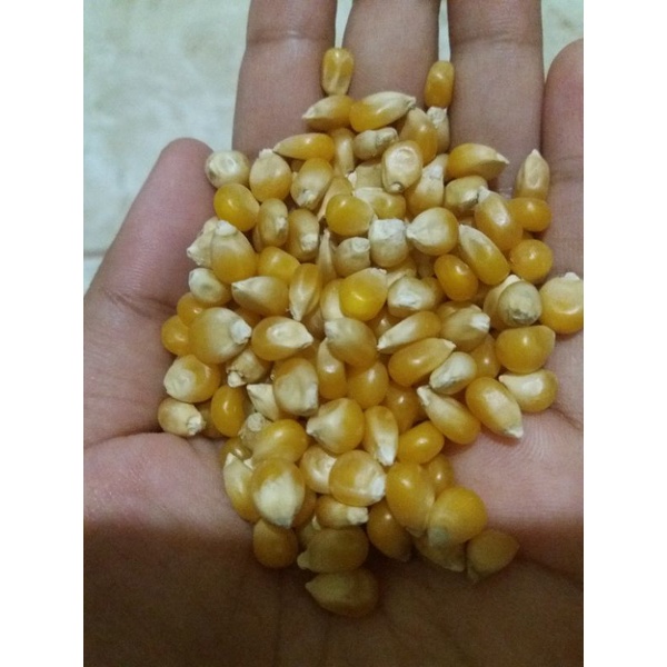 

jagung popcorn