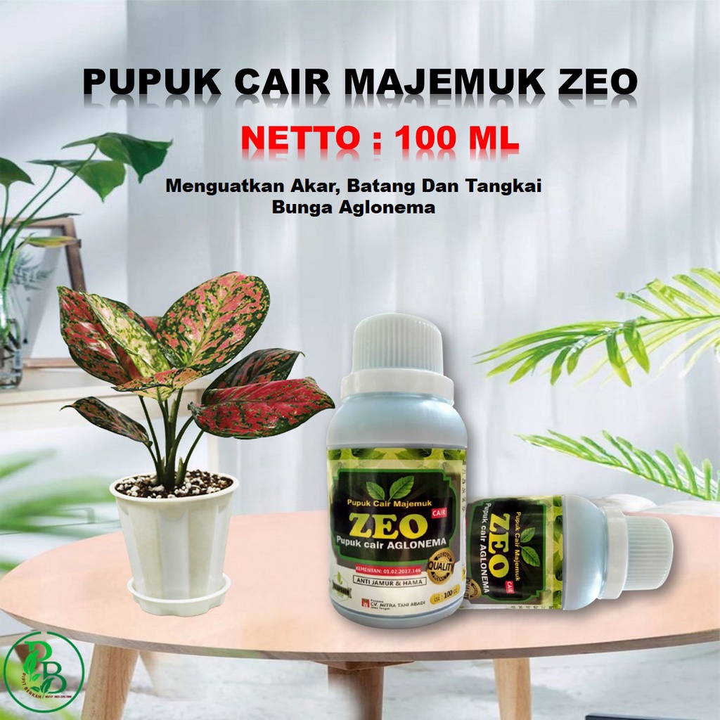 Pupuk aglonema red sumatra biar subur, Nutrisi Zat Pengatur Tumbuh Aglaonema Suksom