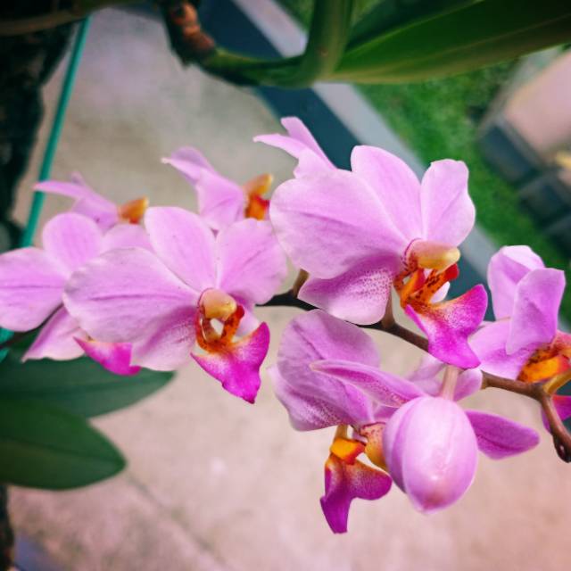 Anggrek spesies Phalaenopsis Doritis Pulcherima