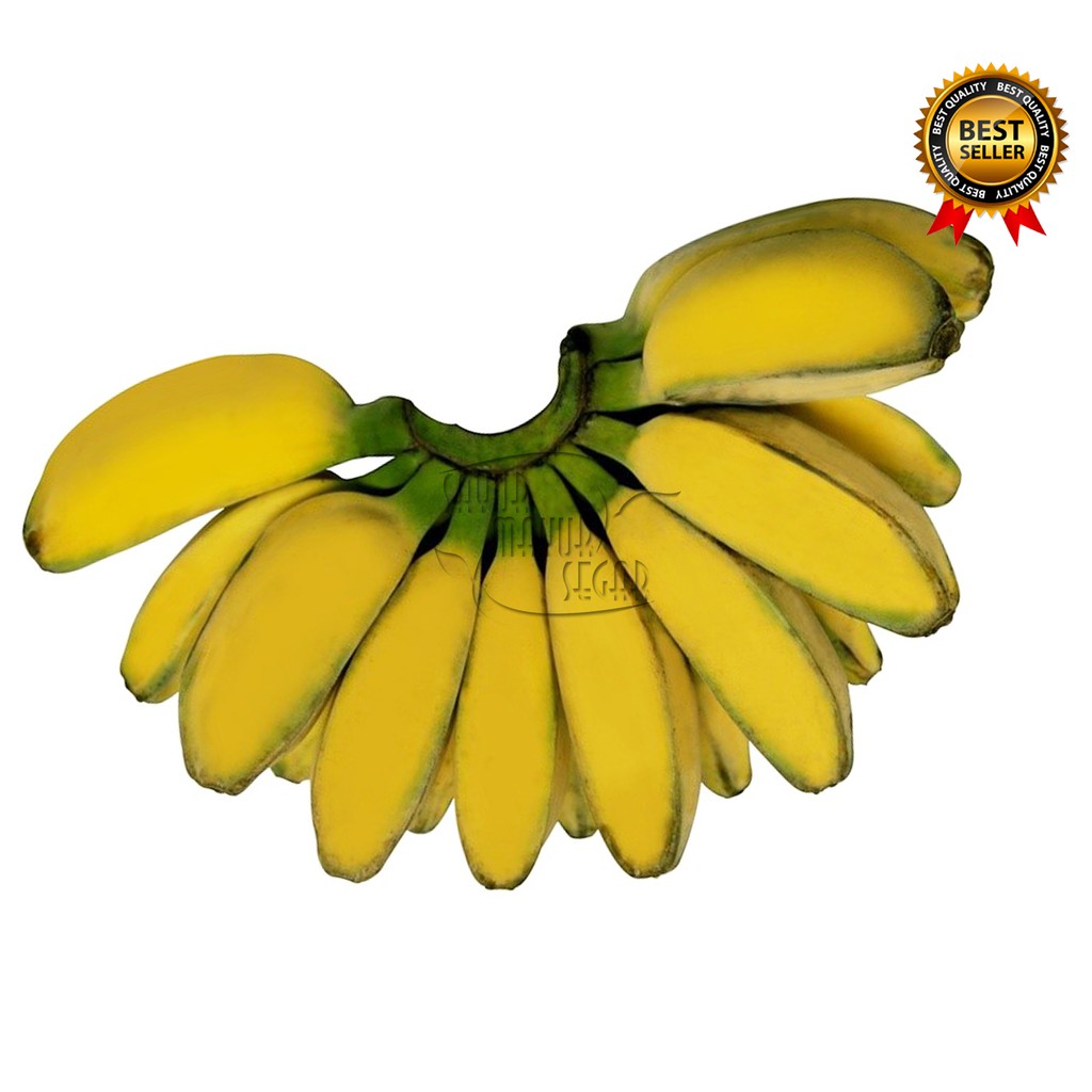 

KIRIM INSTAN Pisang Kepok / Buah Pisang Kepok ( 1 sisir )