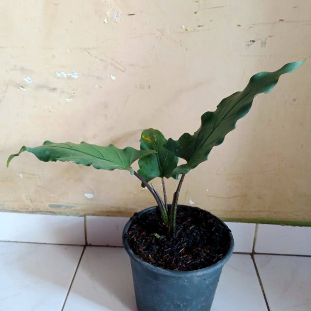 Alocasia Lauterbachiana Silver Keris Papua Silver Shopee Indonesia