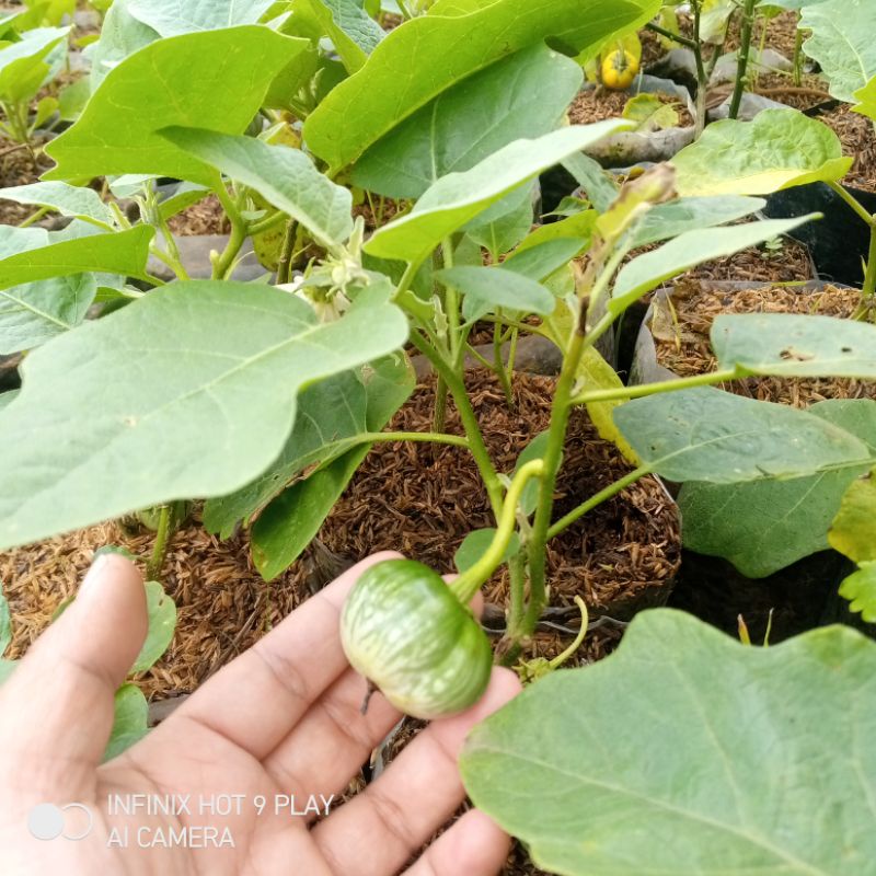 tanaman terong putih bulat sayur