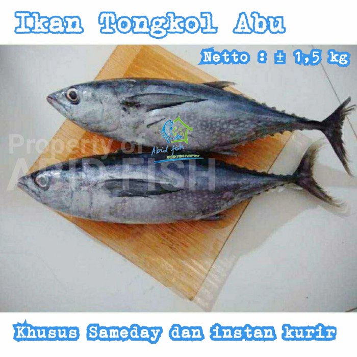 

Ikan Tongkol Abu Abu Segar