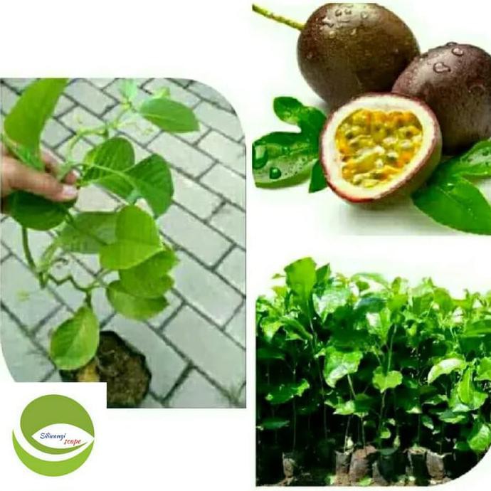 BIBIT BUAH MARKISA MERAH MANIS/POHON BUAH MARKISA MERAH S1P