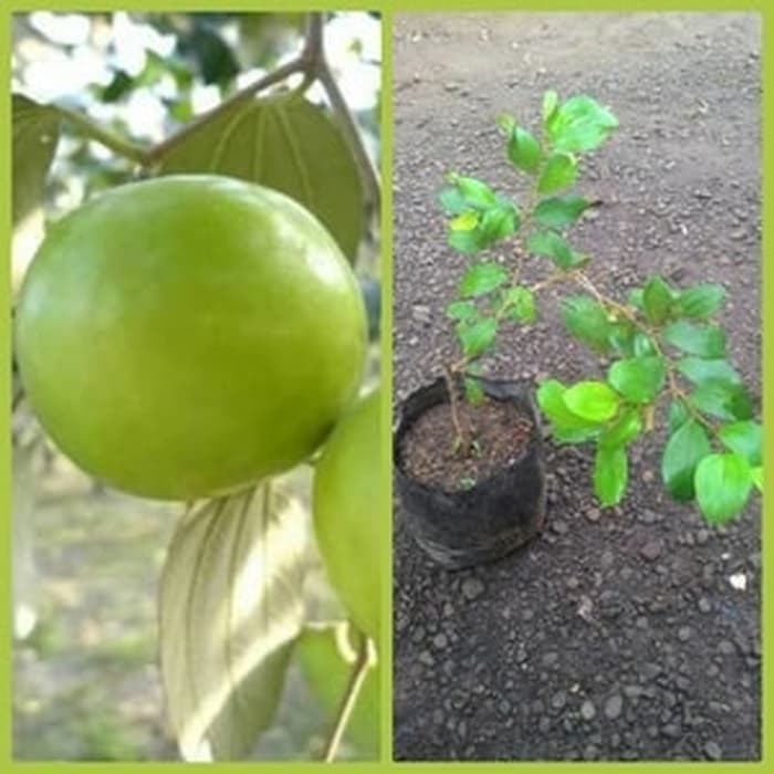 Bibit Apel India / Putsa - Tanaman Buah Hidup-