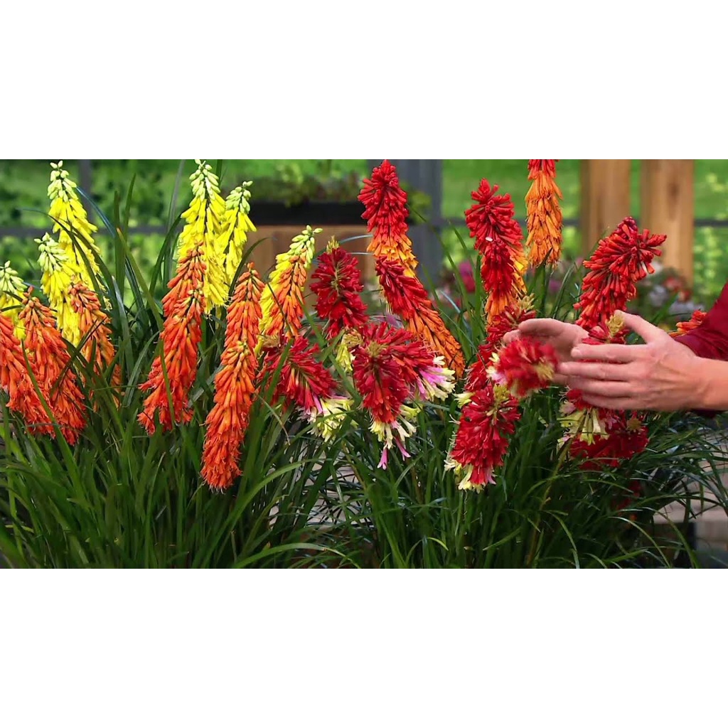 Benih Bibit Biji - Bunga Red Hot Poker / Kniphofia Crown Hybrid Flower Seeds - IMPORT