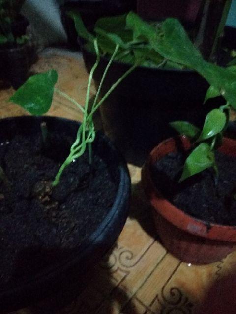 Bibit Butrowali Bibit Tanaman Butrowali Bibit Benih Tanaman Butrowali