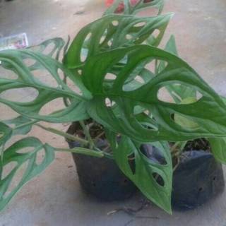 Tanaman Hias Monstera Adansoni Janda Bolong Shopee Tanaman Hias Monstera Adansoni Janda Bolong Shopee