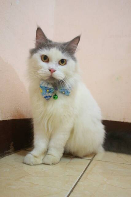 Dasi kupu-kupu lucu biru butterfly murah bowtie imut size kitten adult