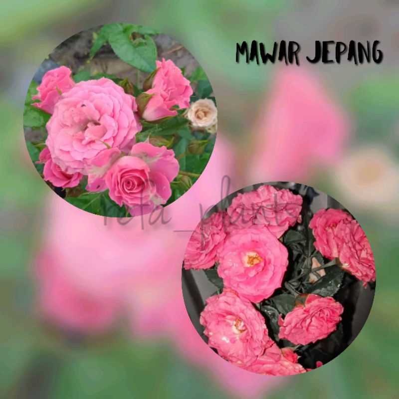 promo mawar jepang/mawar hidup/termurah