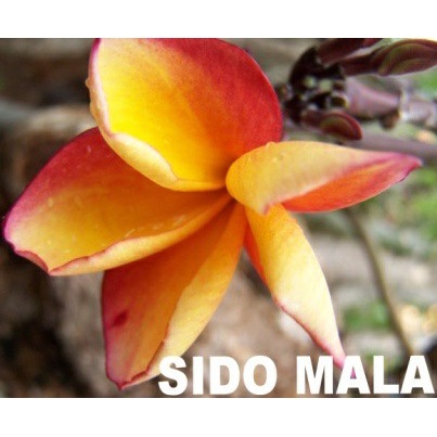 Stek Pohon Kamboja (Plumeria) bunga Sidomala