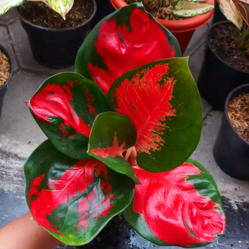 Aglonema suksom merah mutasi (Tanaman hias aglaonema suksom merah mutasi) - tanaman hias hidup - bunga hidup - bunga aglonema - aglaonema merah - aglonema merah - aglaonema murah - aglonema murah - Florist Nursery