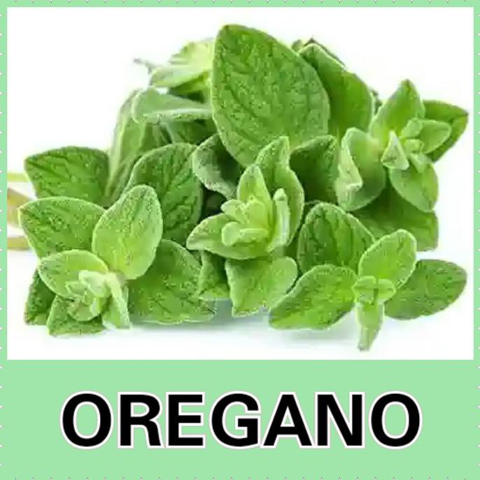 Populer] Benih Daun Oregano/Benih Herbal Daun Oregano