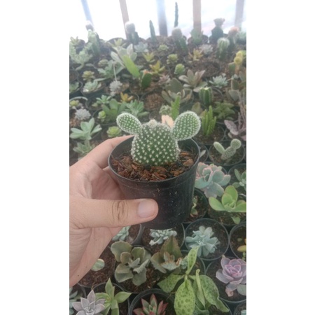 kaktus mickey/panda kecil ukuran pot 8 cm