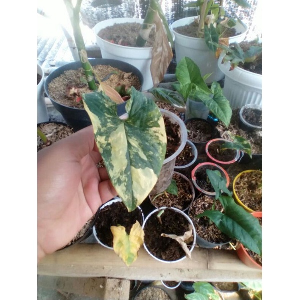 syngonium varigata kuning