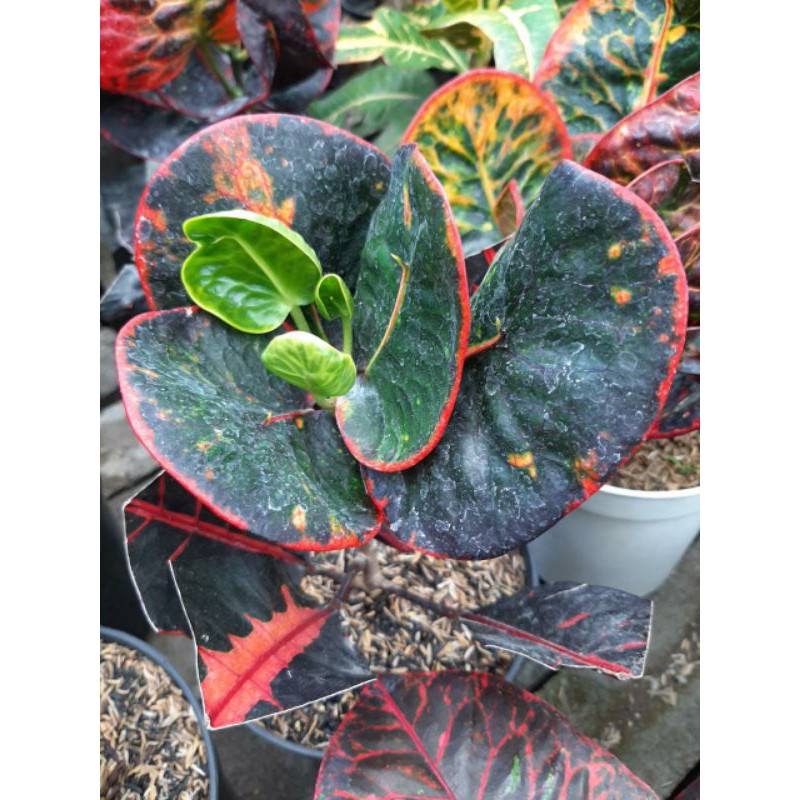 bibit tanaman hias bunga puring super red giant import sambungan / SRG / apel merah