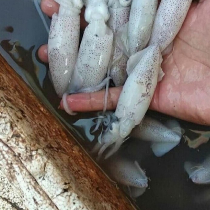 

Cumi Cumi Kecil Segar 500Gr