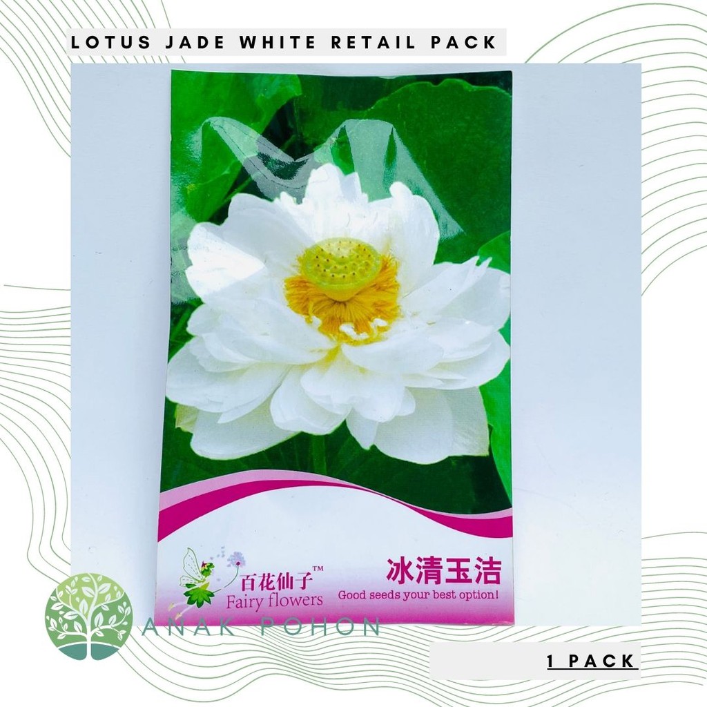 ( 1 PACK ) Benih Bibit Biji - Lotus Seroja Nelumbo nucifera Jade White Retail Pack - IMPORT