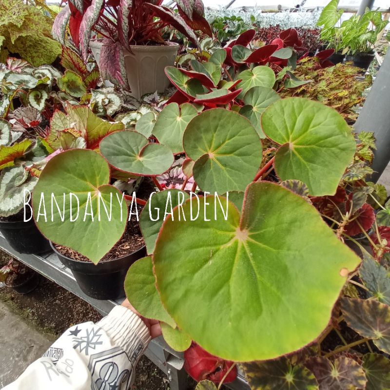 Tanaman Hias Bunga Begonia Mantili / Begonia Mangkok / Begonia Karpet