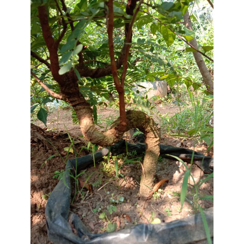 bonsai asem jawa program dari biji