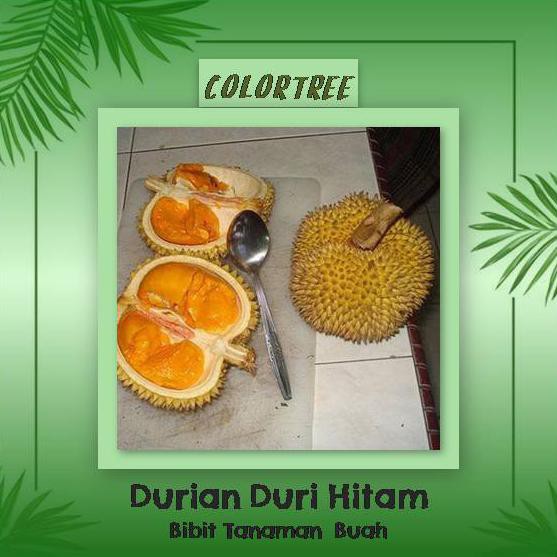 D4N Bibit Tanaman Buah Durian Duri Hitam 60Cm