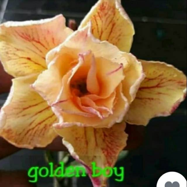 

Bibit Bunga Kamboja Jepang/Adenium Golden Boy