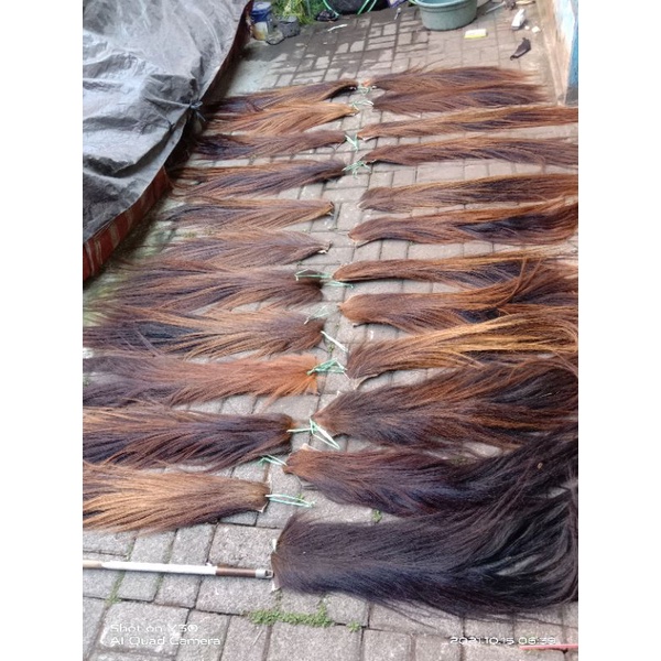 ekor kuda buntut jaran